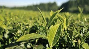 Tanzanian tea