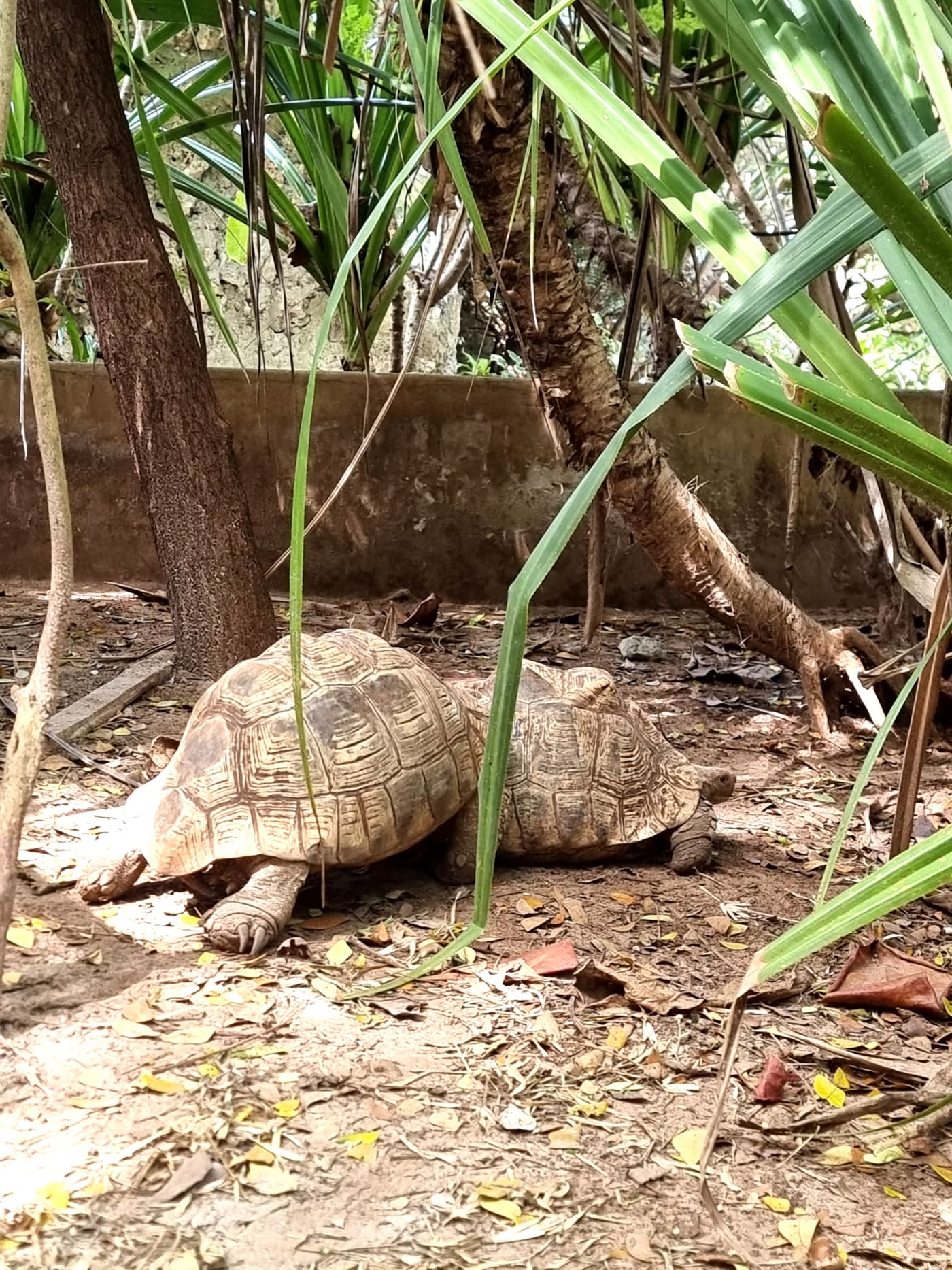 a tortoise love story