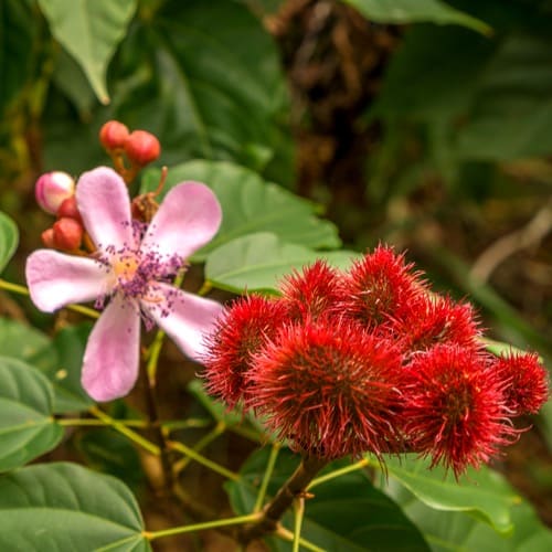 Zanzibar's Tropical Fruits, Season by Season