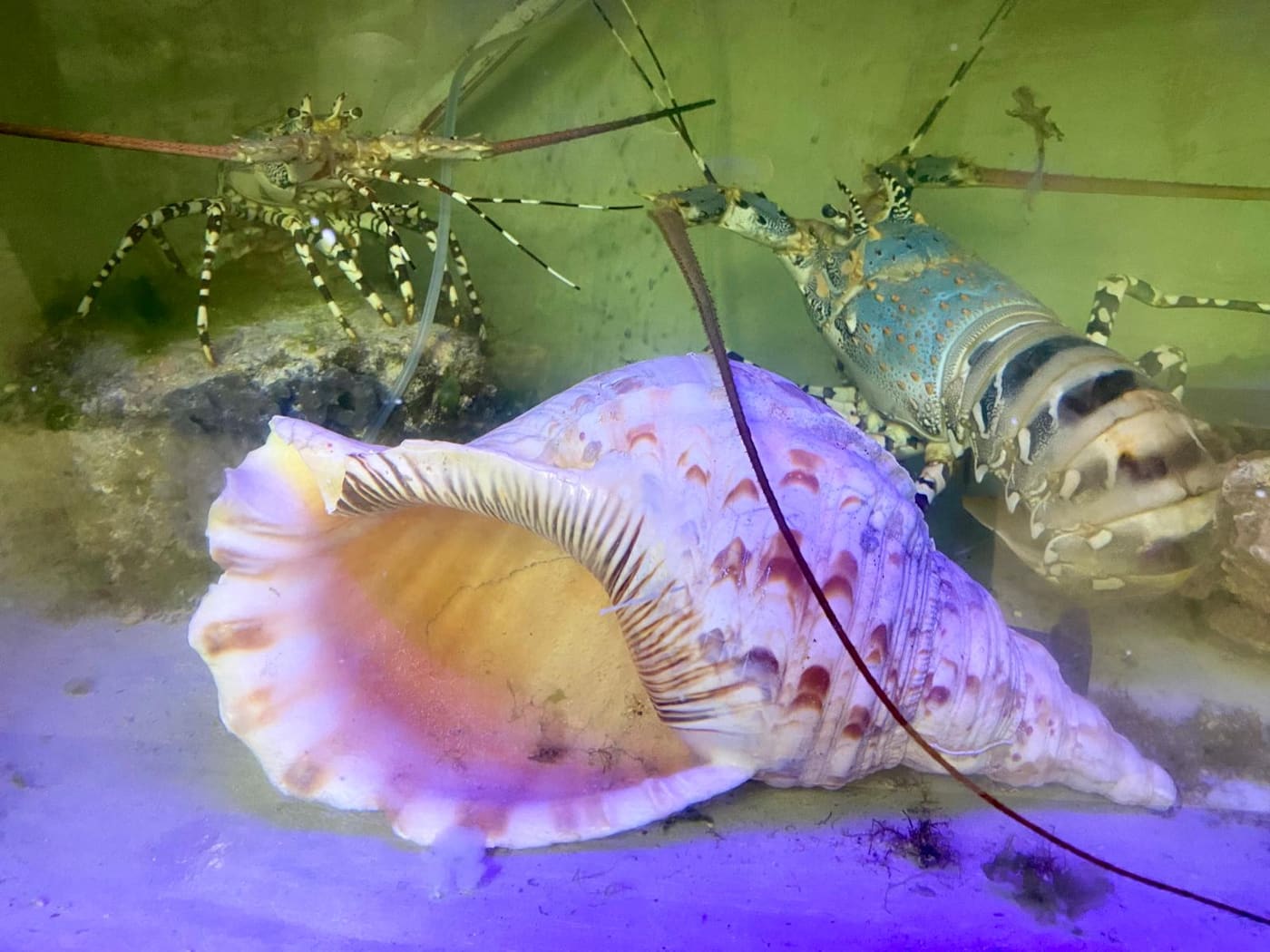 live lobster in the restaurant aquarium