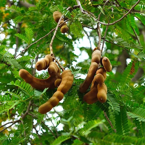 Tamarinde
