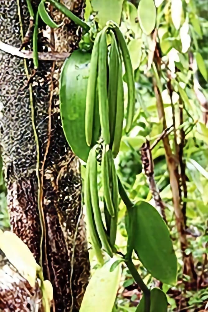 Vanilla plant