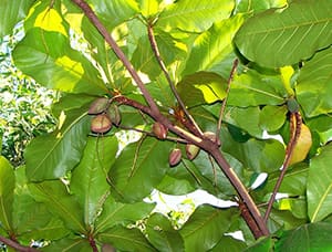 kungu tree