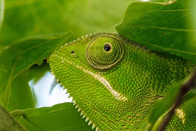 Chamäleon