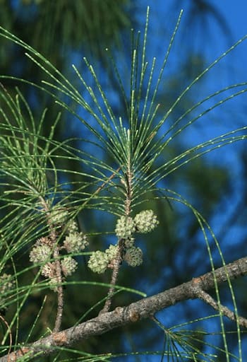 casuarina