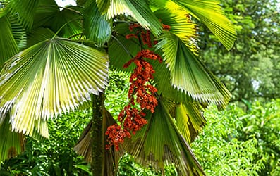fan palm