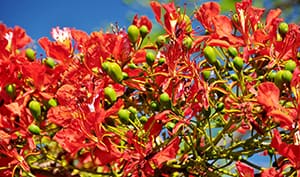 flame tree