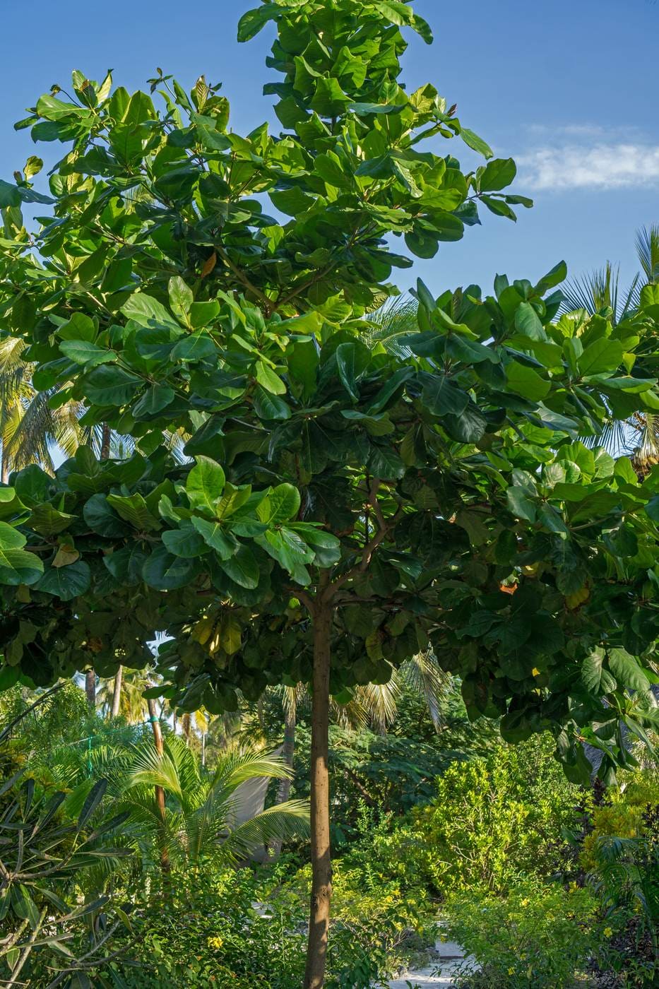 Kungu Tree