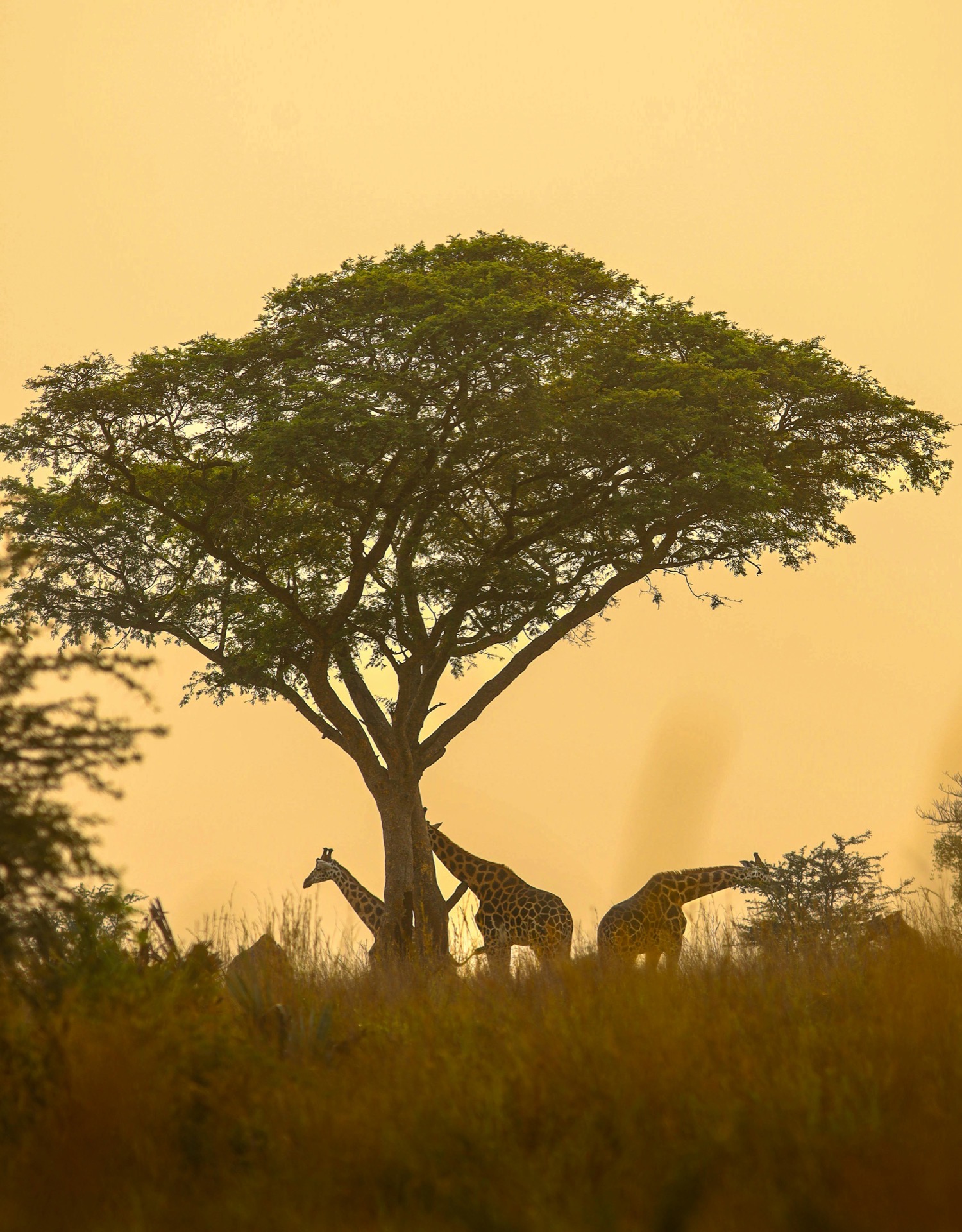 Giraffes seen from a safari vehicle in muted khaki-toned grassland