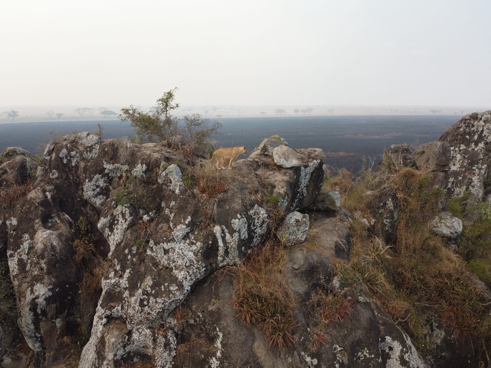 Lion alert on a rocky kopje above the Serengeti plains