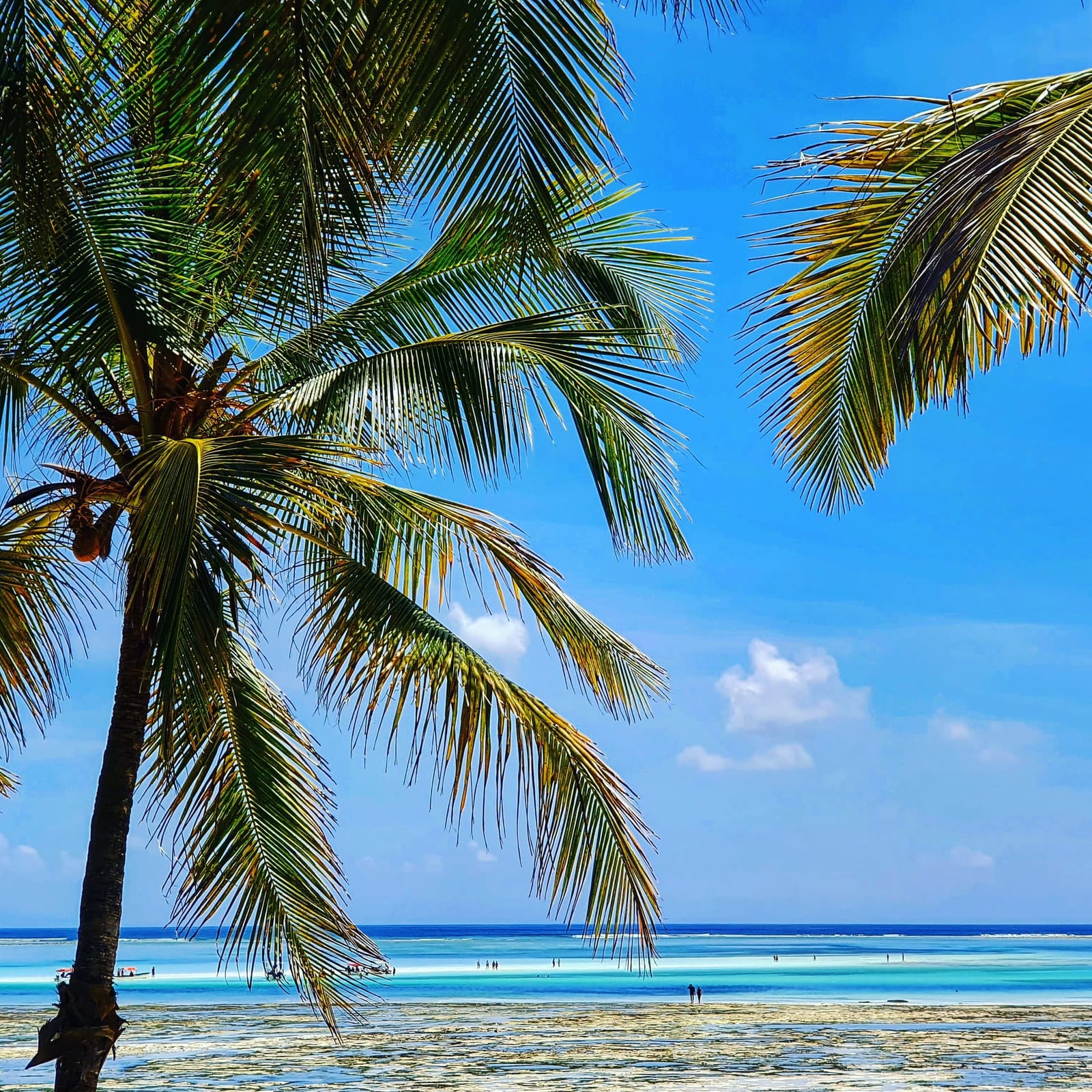 Palm-framed turquoise shallows with people wading at low tide
