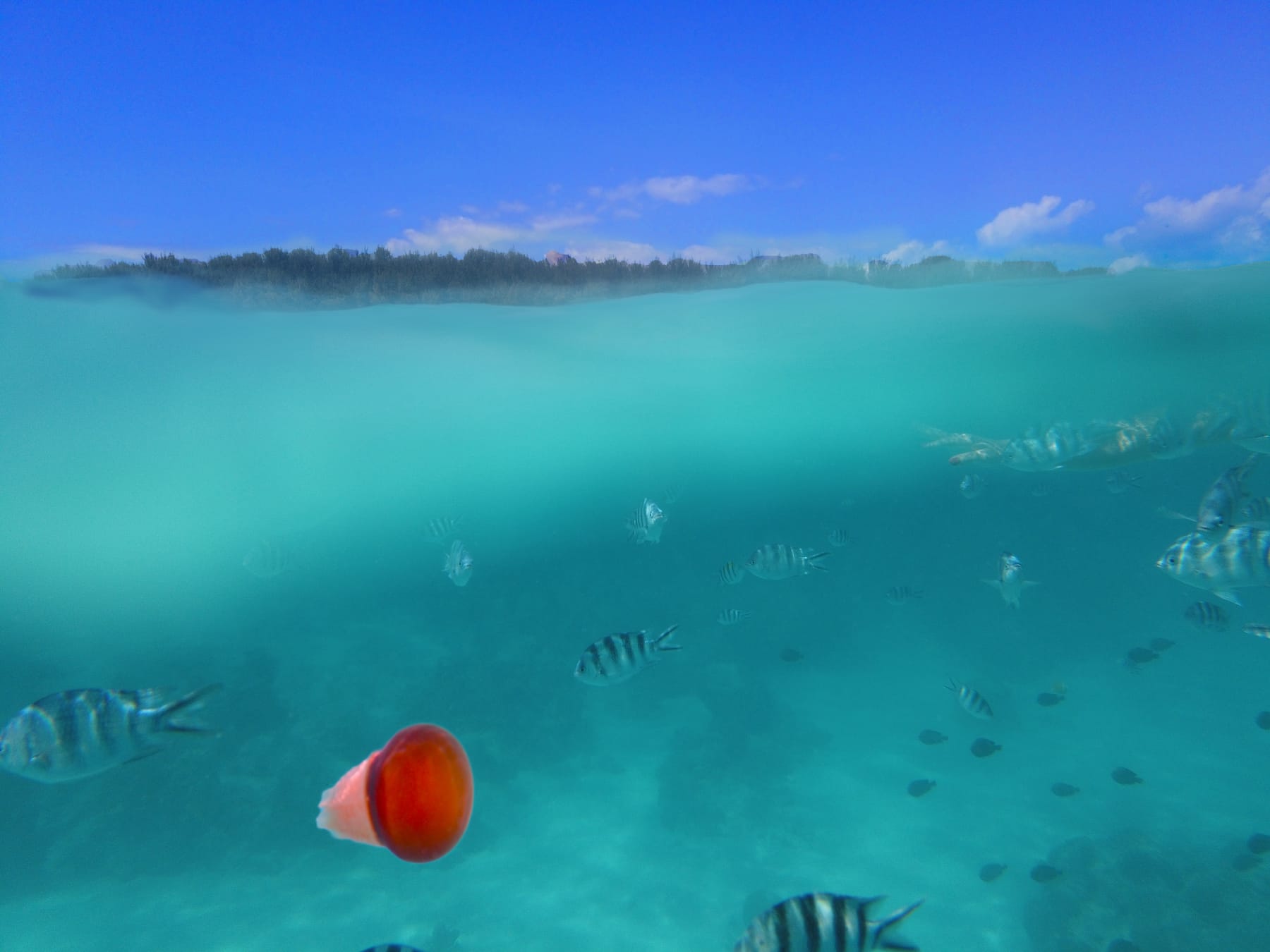 Split view above and below the surface while snorkelling in front of Matlai