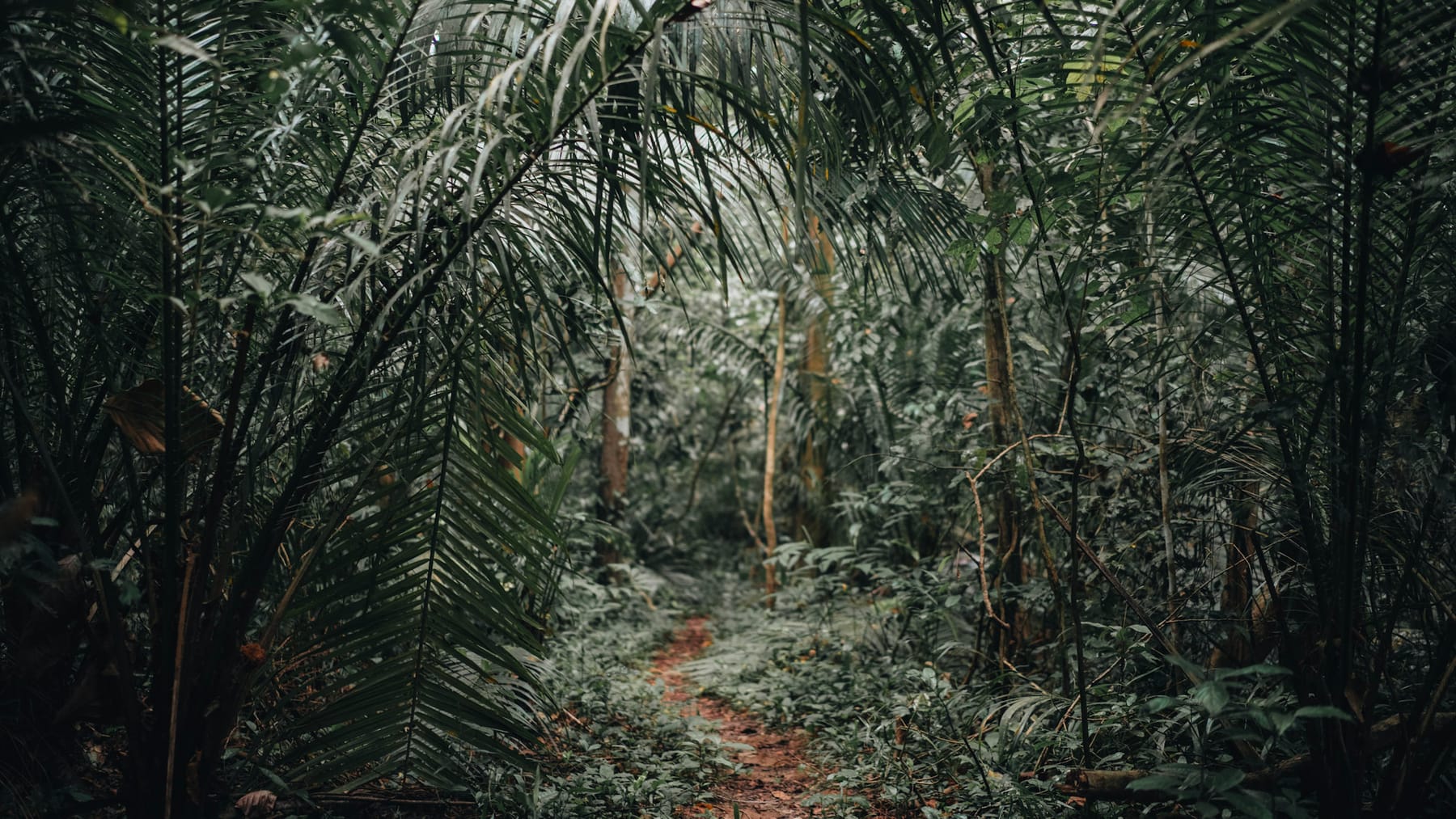 Jungle path in Zanzibar, Tanzania, surrounded by green tropical foliage